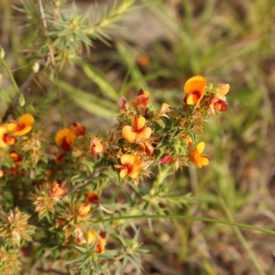 Pultenaea procumbens (Bush Pea) at Mount Taylor - 28 Oct 2020 by Sarah2019