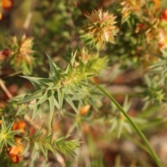 Pultenaea procumbens at Kambah, ACT - 28 Oct 2020