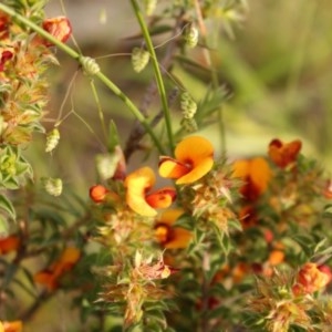 Pultenaea procumbens at Kambah, ACT - 28 Oct 2020 06:17 PM