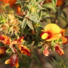 Pultenaea procumbens at Kambah, ACT - 28 Oct 2020 06:17 PM