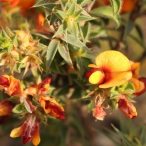 Pultenaea procumbens at Kambah, ACT - 28 Oct 2020 06:17 PM