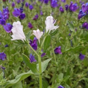 Echium plantagineum at Majura, ACT - 30 Oct 2020