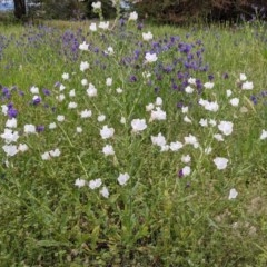 Echium plantagineum at Majura, ACT - 30 Oct 2020