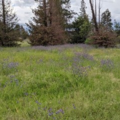 Echium plantagineum at Majura, ACT - 30 Oct 2020