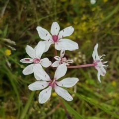 Burchardia umbellata (Milkmaids) at Hall Cemetery - 30 Oct 2020 by tpreston