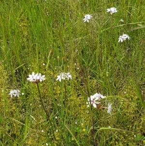 Burchardia umbellata at Hall, ACT - 30 Oct 2020