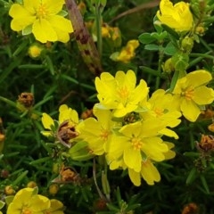 Hibbertia calycina (Lesser Guinea-flower) at Hall Cemetery - 30 Oct 2020 by tpreston