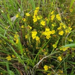 Hibbertia calycina at Hall, ACT - 30 Oct 2020