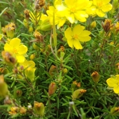 Hibbertia calycina at Hall, ACT - 30 Oct 2020