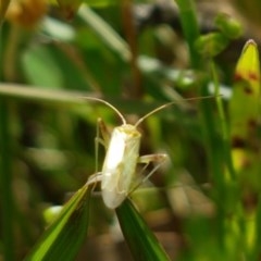 Miridae (family) (Unidentified plant bug) at Hall, ACT - 30 Oct 2020 by tpreston