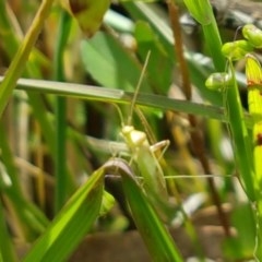 Miridae (family) at Hall, ACT - 30 Oct 2020