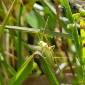 Miridae (family) at Hall, ACT - 30 Oct 2020