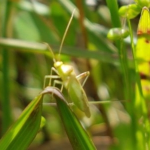 Miridae (family) at Hall, ACT - 30 Oct 2020