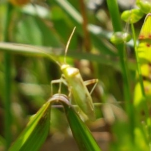 Miridae (family) at Hall, ACT - 30 Oct 2020