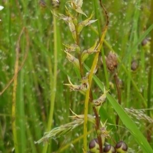 Prasophyllum petilum at suppressed - 30 Oct 2020
