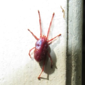 Rainbowia sp. (genus) at Flynn, ACT - 30 Oct 2020