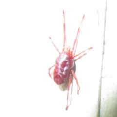 Rainbowia sp. (genus) at Flynn, ACT - 30 Oct 2020