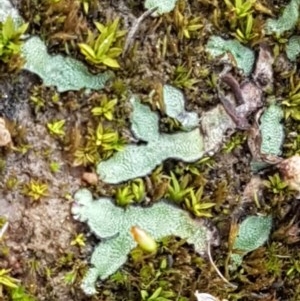 Riccia sp. (genus) at Hall, ACT - 30 Oct 2020