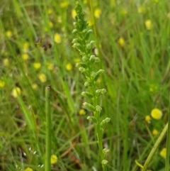 Microtis sp. (Onion Orchid) at Hall, ACT - 30 Oct 2020 by tpreston