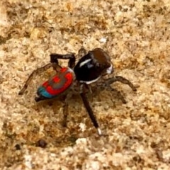 Maratus pavonis (Dunn's peacock spider) at Griffith Woodland - 29 Oct 2020 by Elbon01
