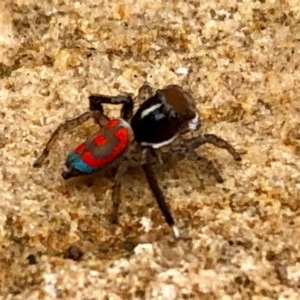 Maratus pavonis at Griffith, ACT - 30 Oct 2020