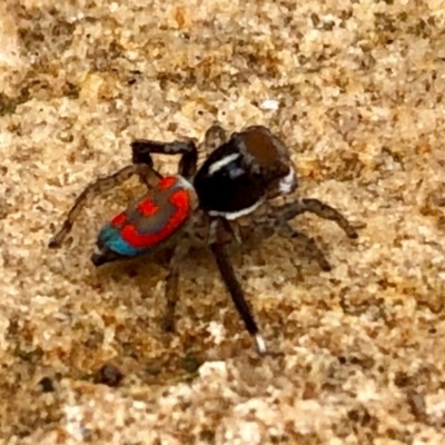 Maratus pavonis (Dunn's peacock spider) at Griffith, ACT - 29 Oct 2020 by Elbon01