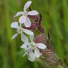 Silene gallica var. gallica (French Catchfly) at Hall Cemetery - 30 Oct 2020 by tpreston