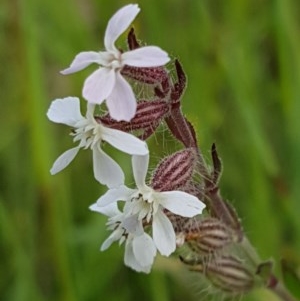 Silene gallica var. gallica at Hall, ACT - 30 Oct 2020