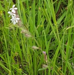 Silene gallica var. gallica at Hall, ACT - 30 Oct 2020