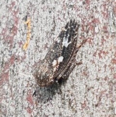 Macroceps tonnoiri (Flat-head Leafhopper) at Hall, ACT - 30 Oct 2020 by tpreston