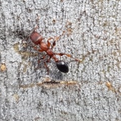 Podomyrma gratiosa (Muscleman tree ant) at Hall, ACT - 30 Oct 2020 by tpreston