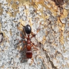 Podomyrma gratiosa at Hall, ACT - 30 Oct 2020