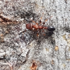 Podomyrma gratiosa at Hall, ACT - 30 Oct 2020