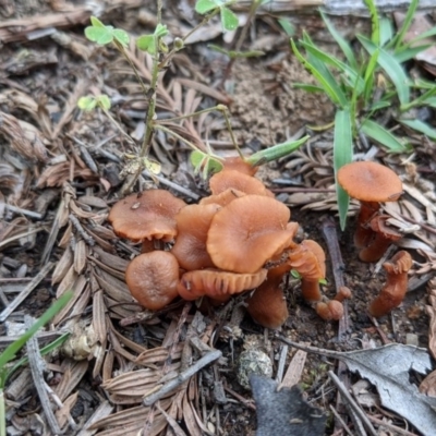 Laccaria sp. (Laccaria) at Majura, ACT - 30 Oct 2020 by SusanneG