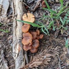 Laccaria sp. at Majura, ACT - 30 Oct 2020