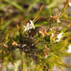 Leucopogon virgatus (Common Beard-heath) at Mount Taylor - 28 Oct 2020 by Sarah2019