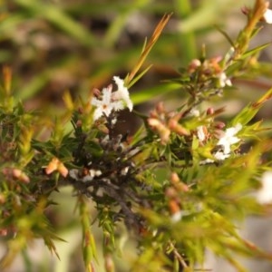 Leucopogon virgatus at Kambah, ACT - 28 Oct 2020