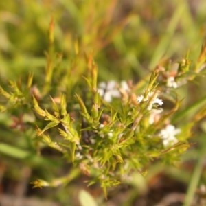 Leucopogon virgatus at Kambah, ACT - 28 Oct 2020