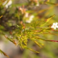 Leucopogon virgatus at Kambah, ACT - 28 Oct 2020 06:24 PM