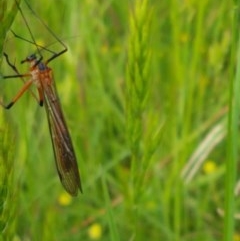 Harpobittacus australis (Hangingfly) at Hall, ACT - 30 Oct 2020 by tpreston