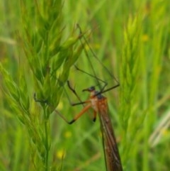 Harpobittacus australis at Hall, ACT - 30 Oct 2020