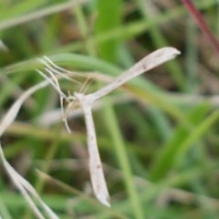 Pterophoridae (family) (A Plume Moth) at Hall Cemetery - 30 Oct 2020 by tpreston