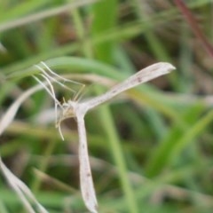 Pterophoridae (family) at Hall, ACT - 30 Oct 2020 04:11 PM