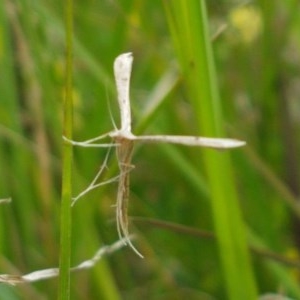 Pterophoridae (family) at Hall, ACT - 30 Oct 2020