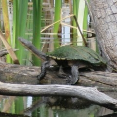 Chelodina longicollis (Eastern Long-necked Turtle) at Jerrabomberra Wetlands - 30 Oct 2020 by Christine
