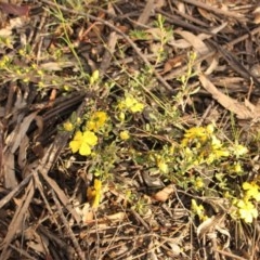 Hibbertia obtusifolia (Grey Guinea-flower) at Kambah, ACT - 28 Oct 2020 by Sarah2019