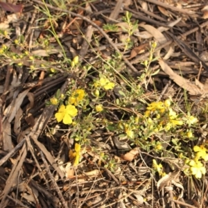 Hibbertia obtusifolia at Kambah, ACT - 28 Oct 2020
