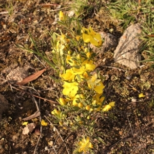 Hibbertia obtusifolia at Kambah, ACT - 28 Oct 2020