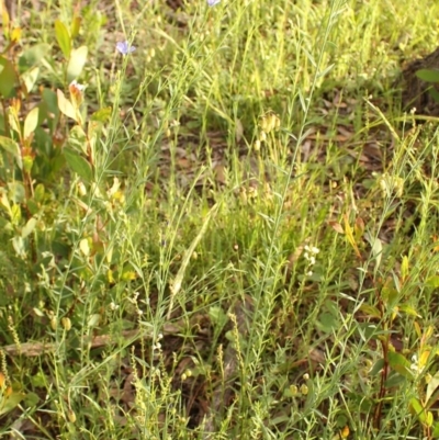 Linum marginale (Native Flax) at Mount Taylor - 28 Oct 2020 by Sarah2019