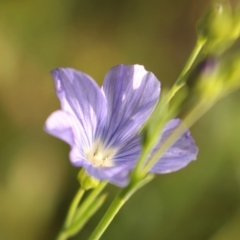 Linum marginale at Kambah, ACT - 28 Oct 2020